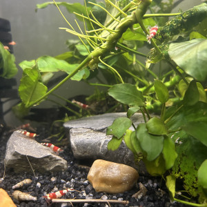 Crevettes Red Crystal