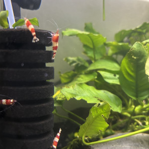 Crevettes Red Crystal