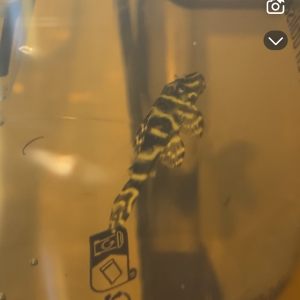 Hypancistrus L129 zebra gold