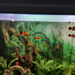 Platy