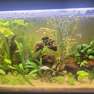 Don poissons Xyphos, Neons, Ancistrus