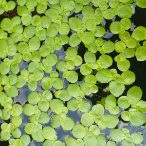 LEMNA major (Lentille d'eau)