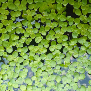 LEMNA major (Lentille d'eau)