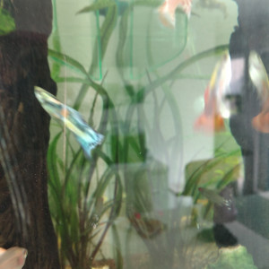 Guppy