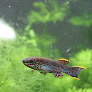 Fundulopanchax gardneri