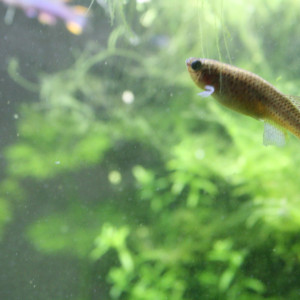 Fundulopanchax gardneri