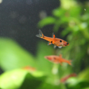 Boraras Maculatus (rasbora nain)