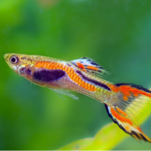 Guppys Endler mâles et femelles