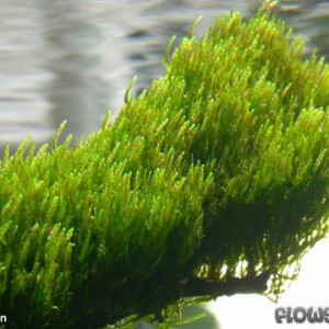 Flame Moss (Taxiphyllum sp. 'Flame')