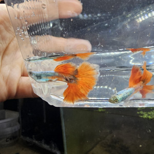 Guppy Halfmoon Platinium Full red