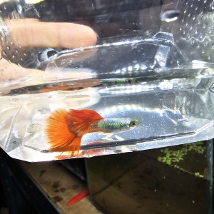 Guppy Halfmoon Platinium Full red