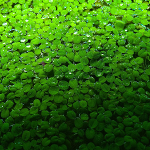 Salvinia plante de surface