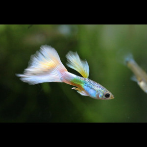 Recherche guppy