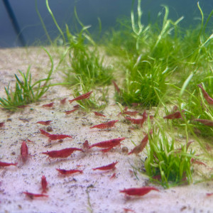 Crevettes red fire 🦐❤️