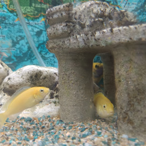 6  jeunes cichlidés Malawi