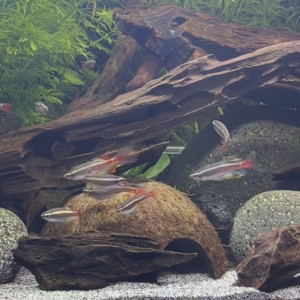 Tanichtys lini