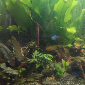 echinodorus martii