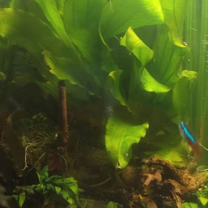 echinodorus martii