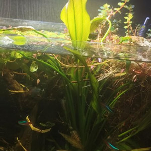 grande echinodorus