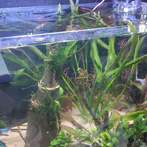 grande echinodorus