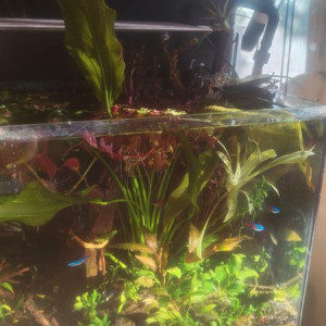 grande echinodorus