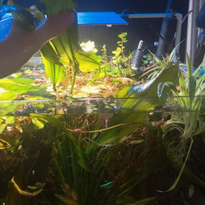 grande echinodorus
