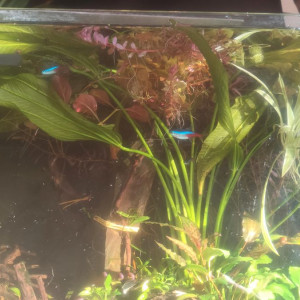 grande echinodorus