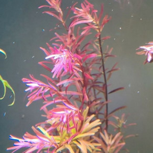 Rotala red blood