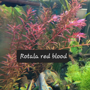Rotala red blood