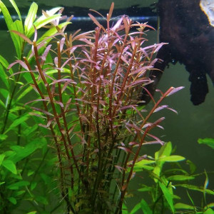 Rotala red blood