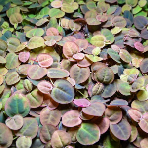 Phyllanthus fluitans
