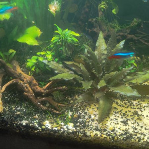 Cryptocoryne brun violette
