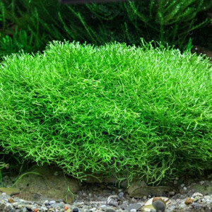 Recherche Riccia fluitans à échanger ou à donner