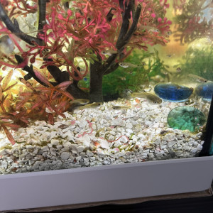 Donne bébé guppys