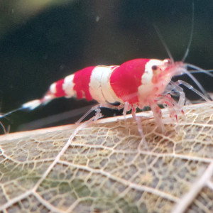 Caridina Crystal Red x12  (sol neutre et/ou sol technique)
