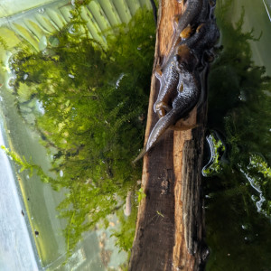 tylototriton verrucosus