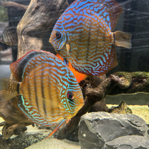 couple de discus