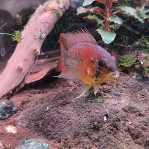 Superbe mâle apistogramma Viejita Super Rouge XL