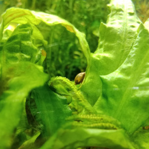 Escargots d'aquarium Physes