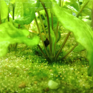 Escargots d'aquarium Physes
