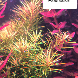 Rotala wallichii