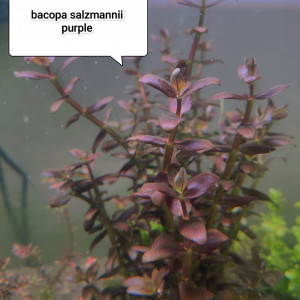 Bacopa salzmannii purple