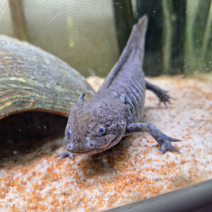 4 axolotl