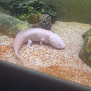 4 axolotl