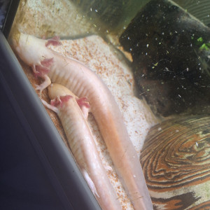 4 axolotl