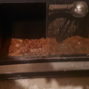 Terrarium