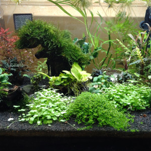 Bucephalandra et Anubia
