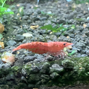 Néocaridina Sakura rouge