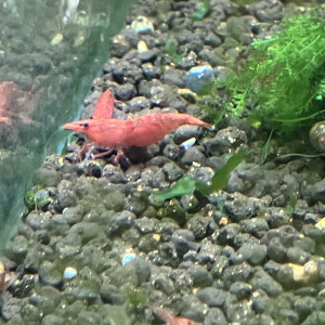 Néocaridina Sakura rouge