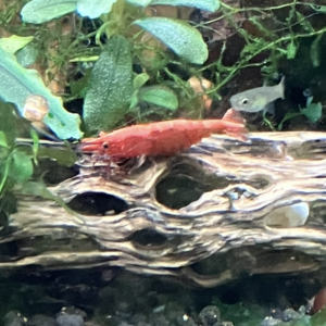 Néocaridina Sakura rouge